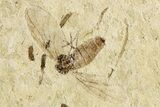 Four Detailed Fossil Flies (Plecia) - France #259857-2